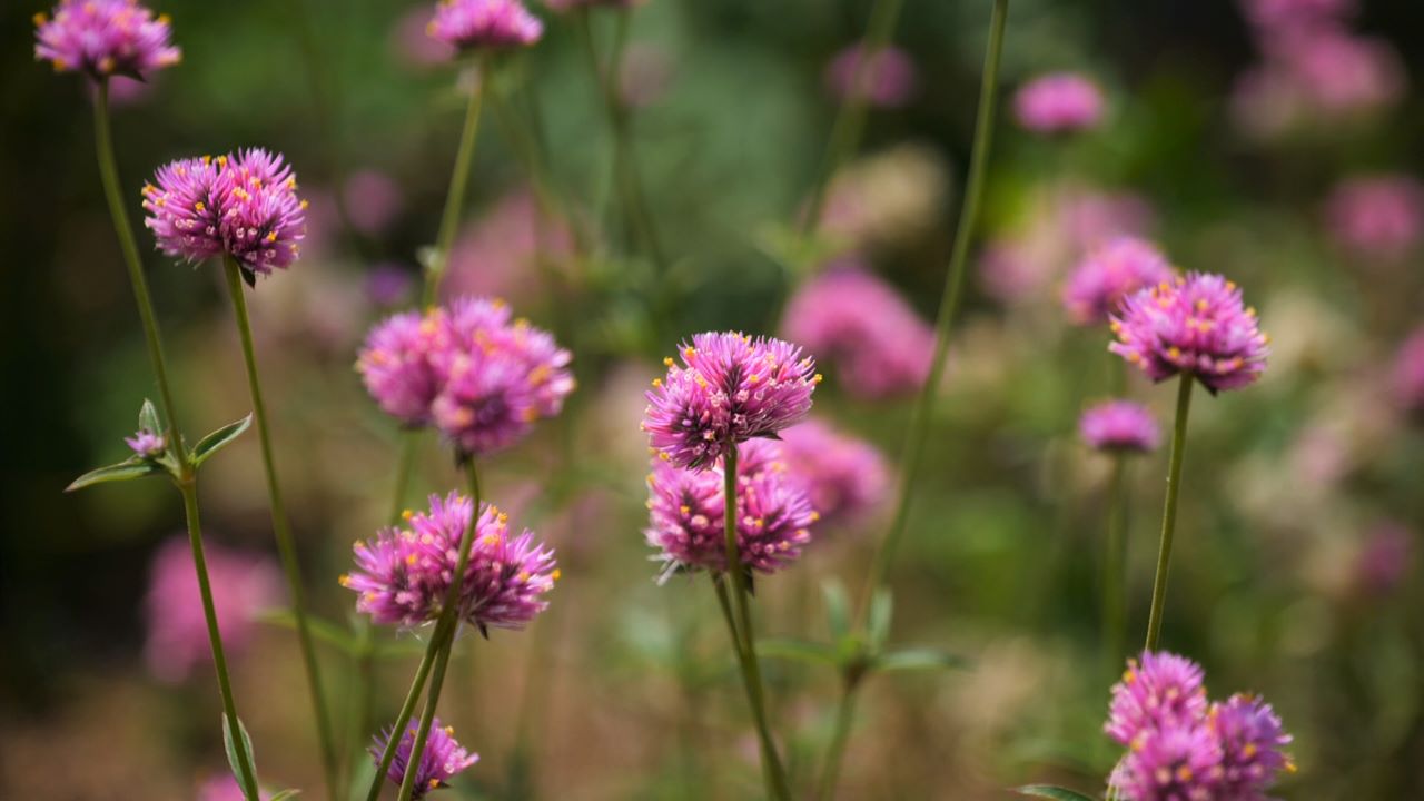 Get It Growing: Gomphrena is a beautiful, drought-tolerant plant